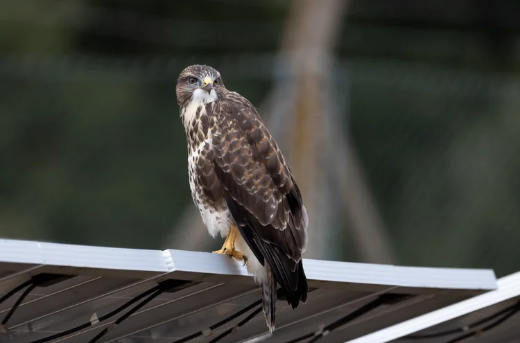 Buzzard-1-Westcott-crop