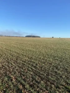 Wide open field with short, neat rows of new green crop shoots under a clear blue sky, with a distant tree line and faint pylons on the horizon.