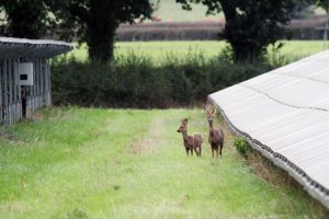 Two deer standing between rows of solar panels on green grass, with trees and hedges in the background.