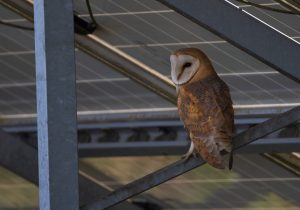 A barn owl with white face and brown-speckled feathers perched on a metal beam beneath solar panels.