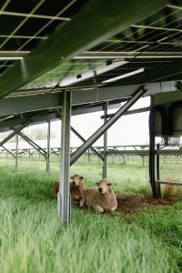 Two sheep resting under the shade of solar panels in a grassy field.