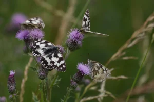Marbled white butterfly on a British Solar Renewables solar park