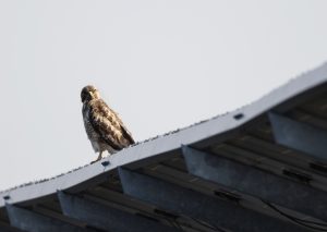 A bird of prey, brown and white feathered, is perched on the edge of a solar panel against a pale sky background.