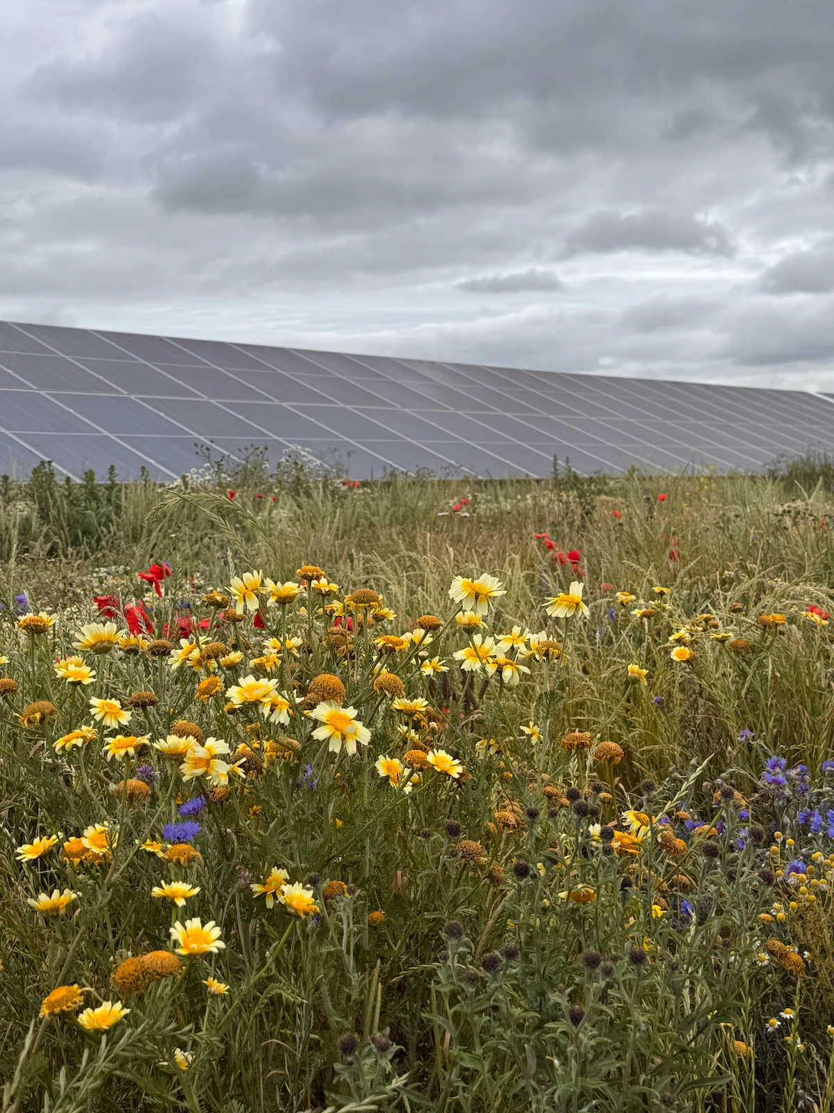 Dengie Solar Park