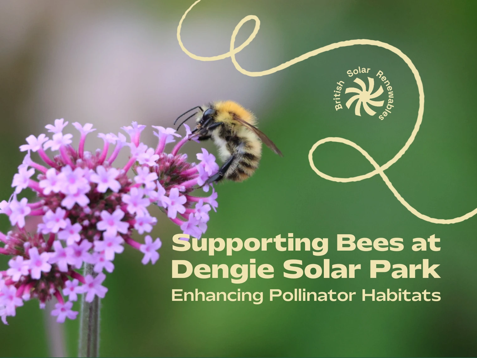 Supporting Bees at Dengie Solar Park: Enhancing Pollinator Habitats