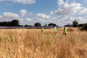 Three people wearing yellow safety vests walking through tall dry grass near rows of solar panels under a partly cloudy sky.