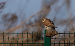 A kestrel, a small bird of prey with brown and tan plumage, is perched on a green metal fence post. The background is blurred with neutral tones, drawing focus to the bird.