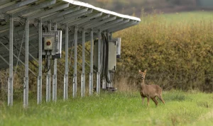 Roe deer roaming amongst solar panels