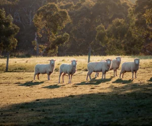 A herd of sheep standing on top of a grass covered field
