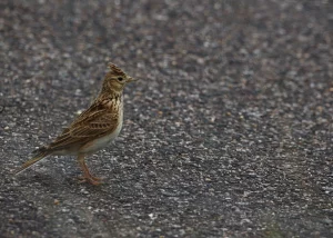 Skylark stood on a solar park runway