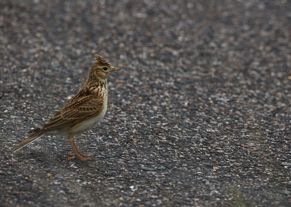 Skylark BDS Runway