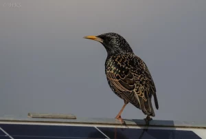 Starling perched on top of a solar panel