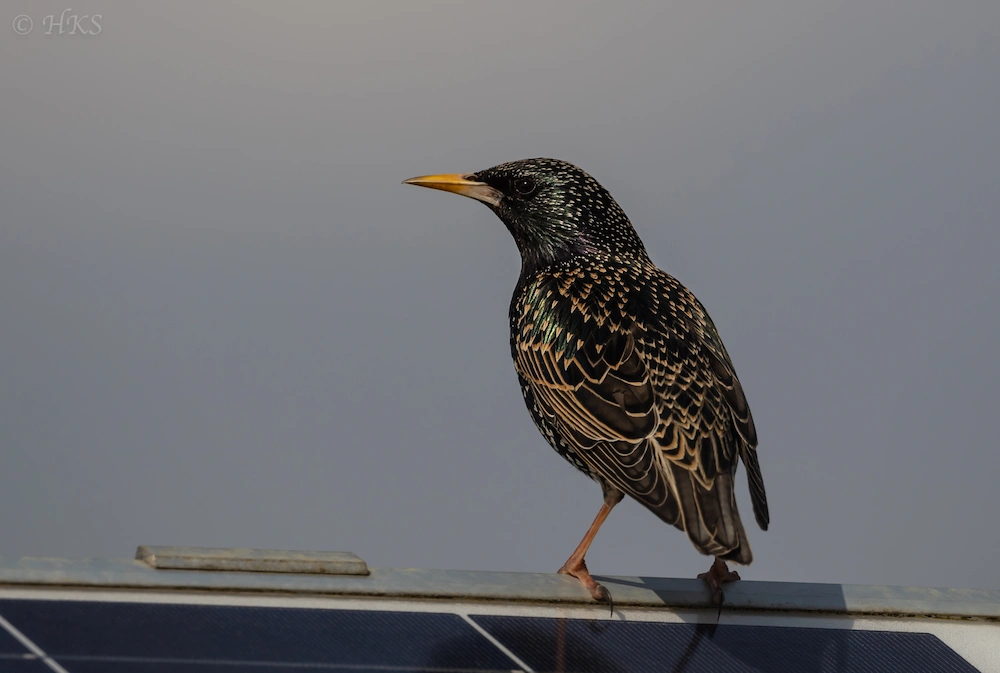 Starling Westmill