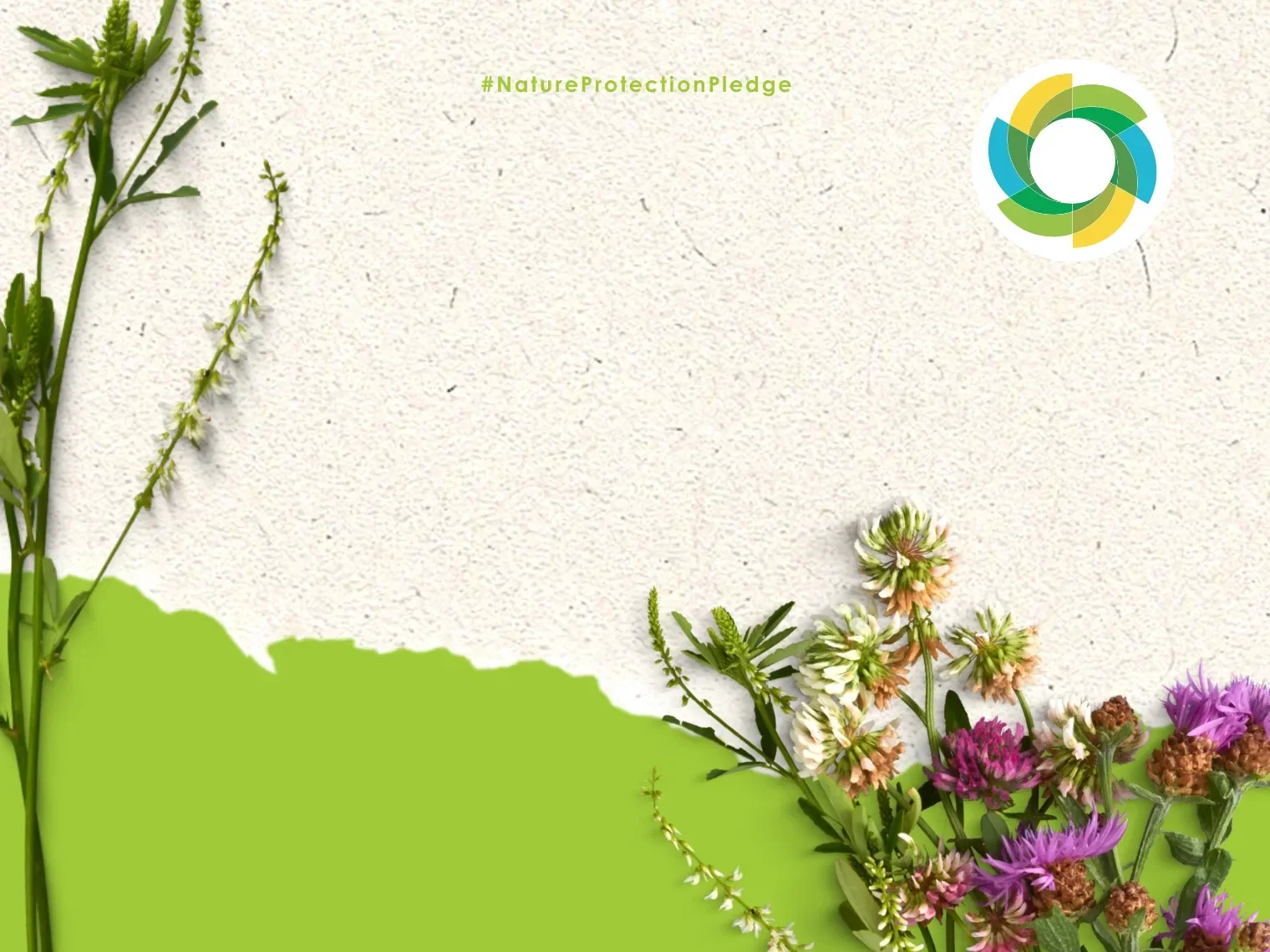 The basics of Biodiversity Net Gain (BNG) on solar parks.