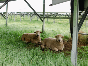 Two sheep lying on the grass beneath a large solar panel structure in a green field.