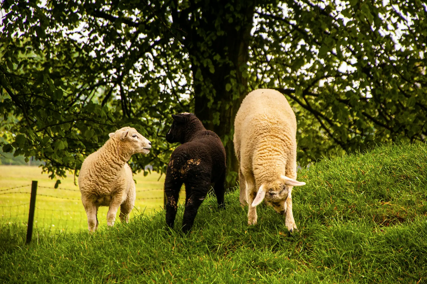 pexels-alexandra-kirikova-1382675660-34674823 (1)