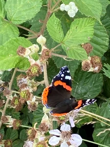 Admiral butterfly on a flower