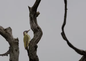 Green woodpecker stood on tree branch