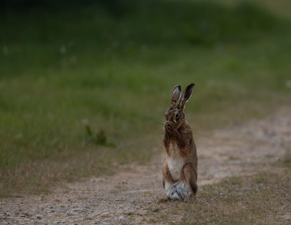BSR Hare