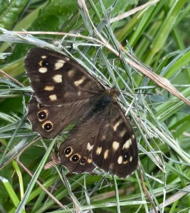 Speckled wood butterfly sat on grass